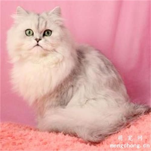 猫得了毛球症怎么办？猫咪毛球症怎么治？