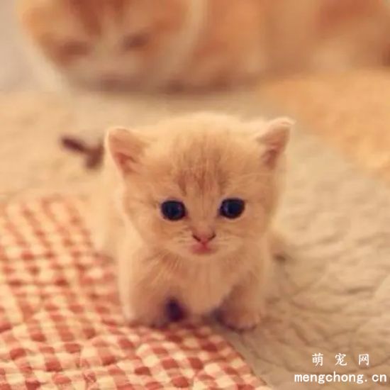 小猫半夜不睡觉上蹿下跳怎么办?