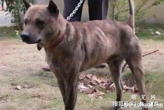 ​虎斑犬怎么训练