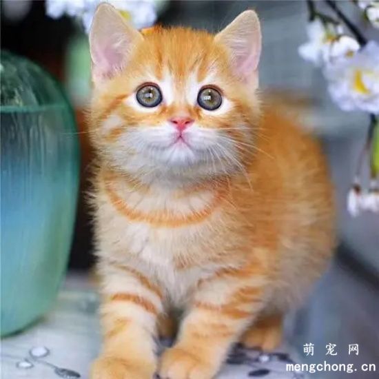 两个月的橘猫怎么养(橘猫幼猫怎么养)