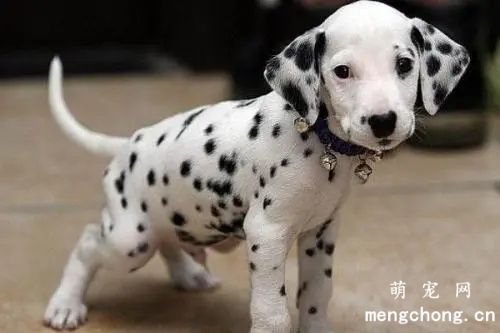 狗狗害怕发抖怎么安抚