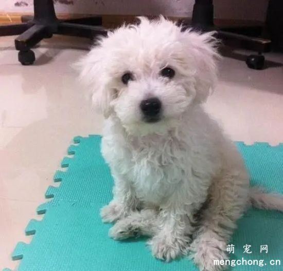 比熊犬怎么训练才能听话