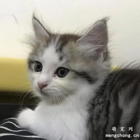 ​刚出生两个月的猫吃什么?