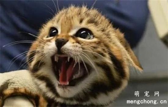 猫朝你呲牙怎么解决