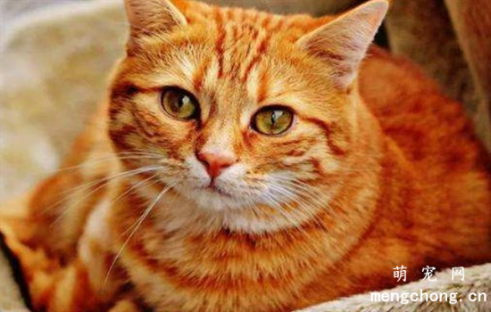橘猫的寿命有多长