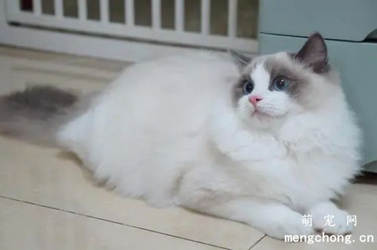 布偶重点色和双色是什么意思