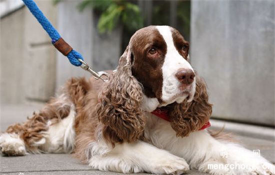 ​史宾格犬智商相当于人的几岁？