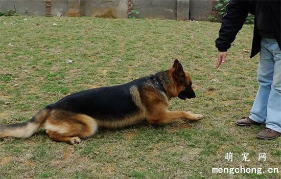 ​怎么训练狗狗坐下和握手