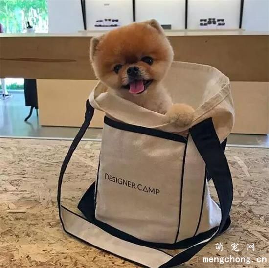 博美犬美图,博美犬萌照,博美犬摄影,博美犬图片