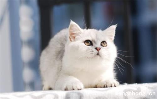 怎么教育不听话的猫