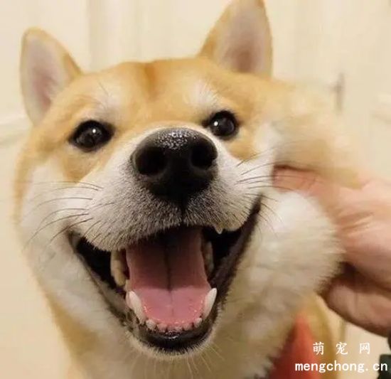 柴犬爆腮的食谱