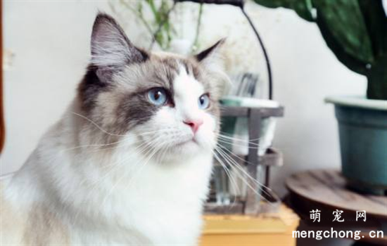 搬新家猫咪怎样适应