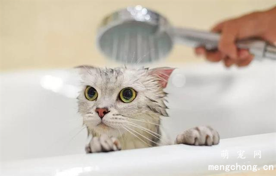 给猫洗澡的技巧
