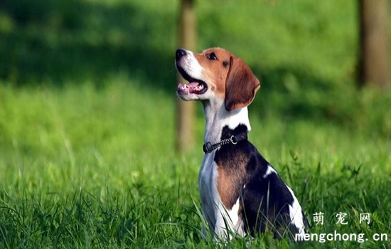 ​养比格犬的优缺点