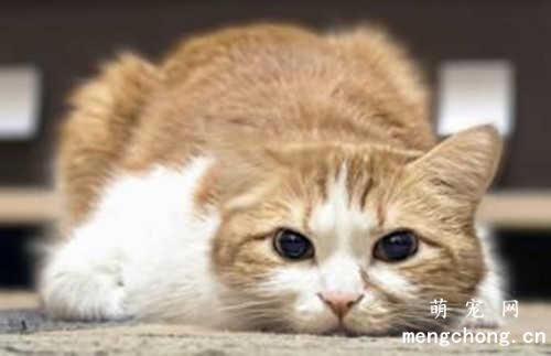 揍完猫后如何缓和跟猫的关系