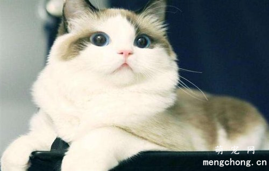 猫咪掉毛怎么办 记住这四点