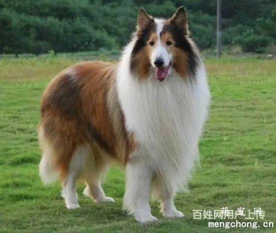 苏牧犬和喜乐蒂有哪些差别？