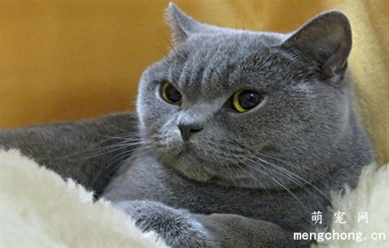 灰色的猫叫什么名字