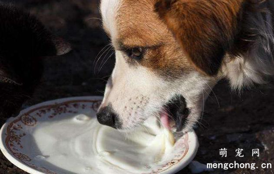 ​狗粮用开水泡还是温水