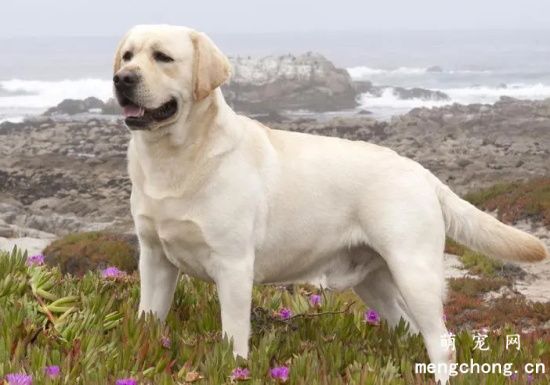 认识拉布拉多犬和金毛的区别