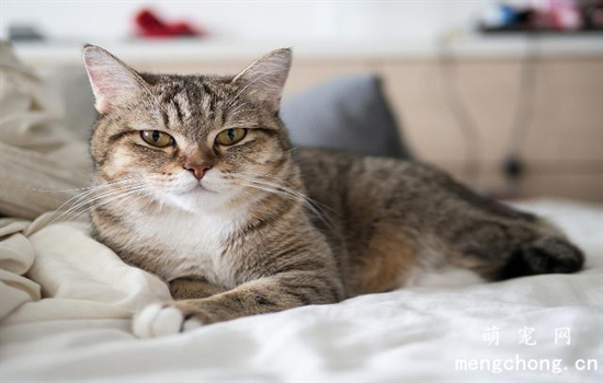 猫能用人吃的消炎药有哪些？