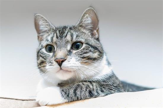 怎么让猫咪胃口大开？