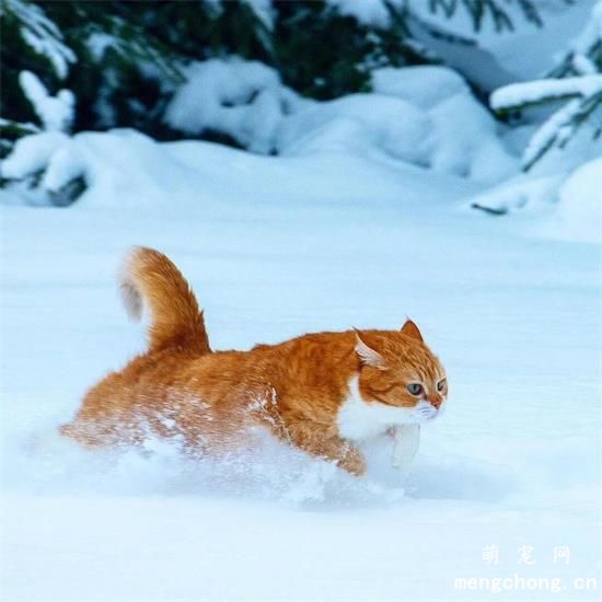 橘猫美图,橘猫萌照,橘猫摄影,橘猫图片