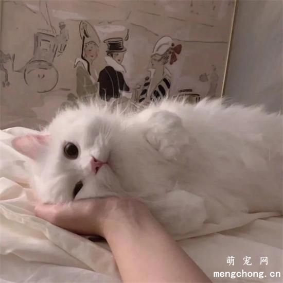 猫咪美图,猫咪萌照,猫咪摄影,猫咪图片