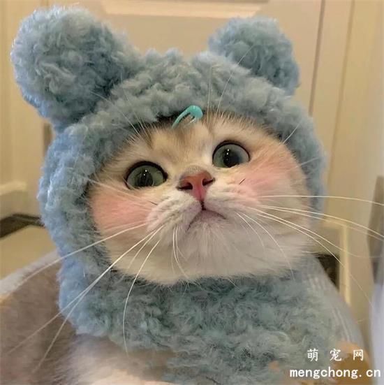 猫咪美图,猫咪萌照,猫咪摄影,猫咪图片