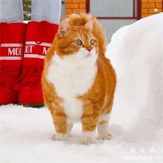 橘猫美图,橘猫萌照,橘猫摄影,橘猫图片