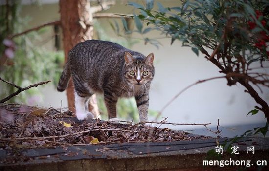 猫拉屎特别臭怎么回事