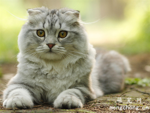 猫咪什么时候发腮？怎么让猫咪发腮？