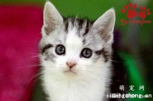 幼<a href=/tag/maomao/ target=_blank class=infotextkey>猫猫</a>藓一般多久好