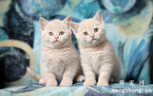 小猫咪遭遇意外情况怎么办?(小猫咪意外急救指南)