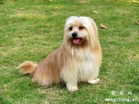 西施犬怎么训练排便 西施犬随地大小便怎么办