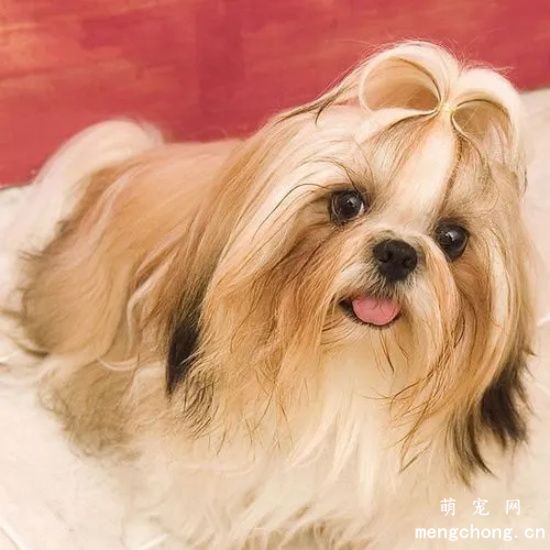 西施犬吃什么美毛 西施犬怎么美毛