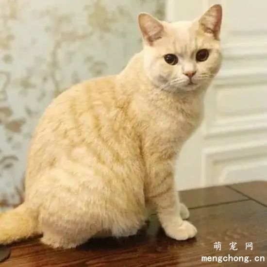 为什么橘猫那么容易胖？