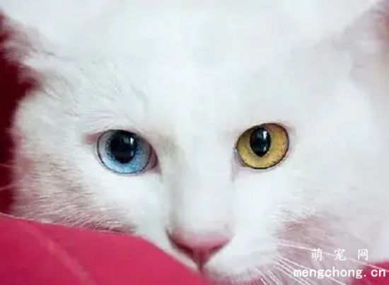 为什么临清狮子猫被称为中华田园猫中的颜值天花板？