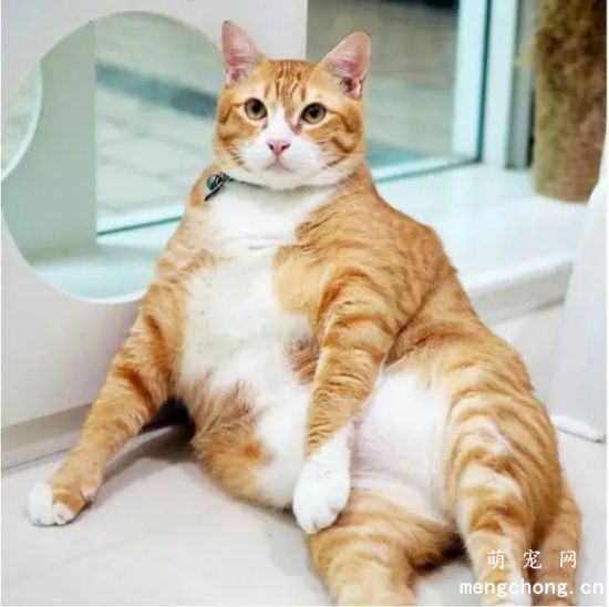 为什么橘猫那么容易胖？