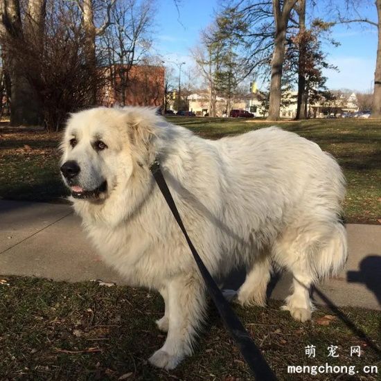 不同年龄大白熊犬如何饲养  大白熊犬饲养技巧