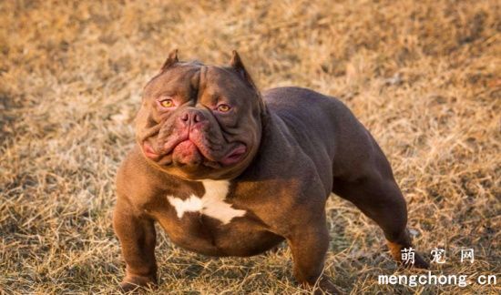 恶霸犬产后怎么护理 恶霸犬产后护理注意事项