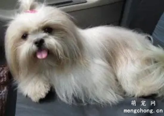 西施犬在冬季怕冷吗