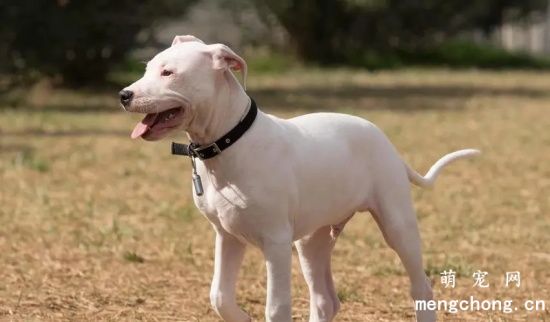 杜高犬怀孕后怎么饲养  怎么给杜高犬增加营养