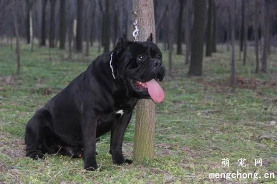 怎么挑选卡斯罗犬 纯种卡斯罗犬标准