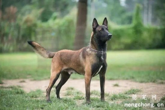 怎么正确的饲养马犬 饲养马犬的误区