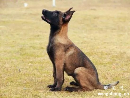 马犬发烧怎么办 怎么辨别马犬是否发烧