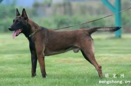 马犬不能吃什么  马犬饮食禁忌