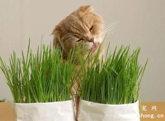 猫咪都会吃猫草吗？(猫咪吃猫草有哪些好处？)