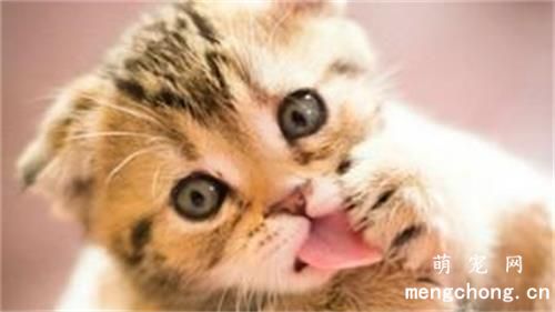 猫咪会抑郁吗?(猫咪抑郁症会有怎样的表现?)