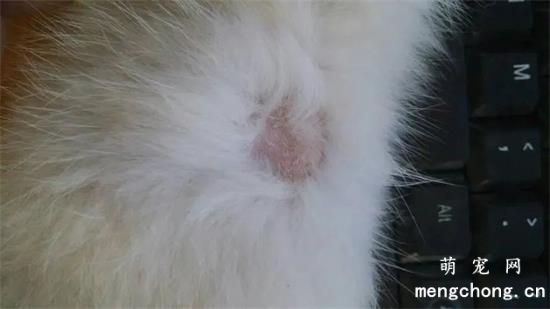 猫咪常见的5种皮肤病该怎么处理？